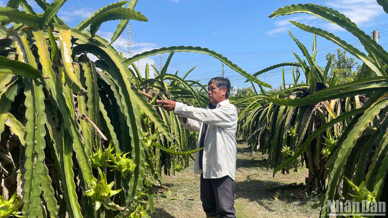 Nông dân chăm sóc thanh long.