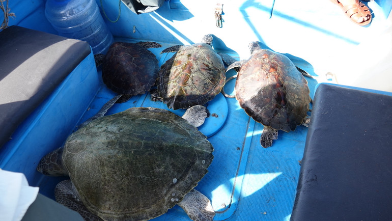 Các lực lượng chức năng trả các cá thể rùa biển về tự nhiên.