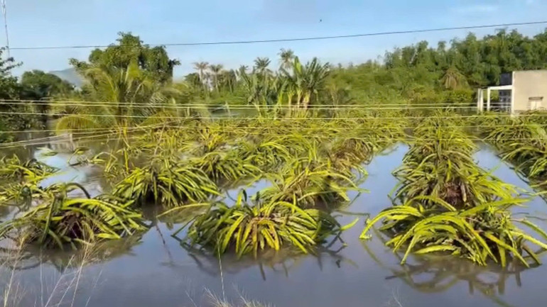 Nhiều vườn thanh long bị ngập nước.