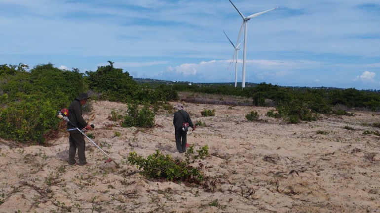 Đất ba loại rừng của huyện Tuy Phong.