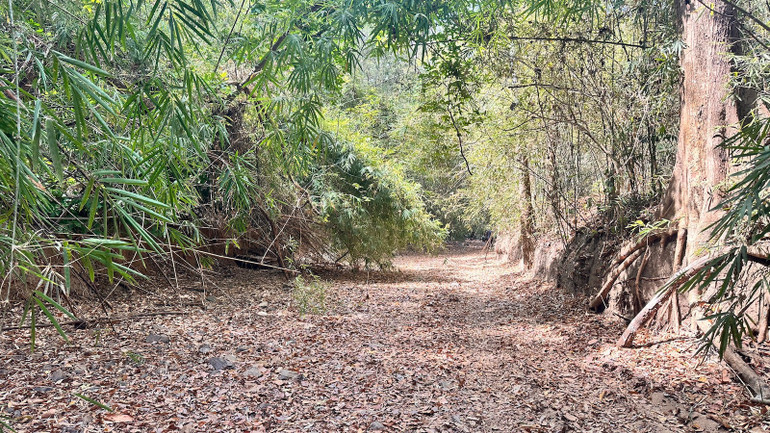 Dự án xây dựng phải trồng rừng thay thế với tổng diện tích trồng 1.845ha.