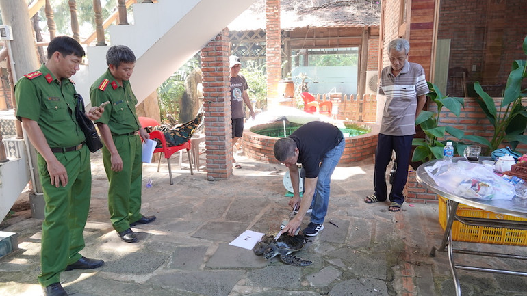 Các lực lượng chức năng đang kiểm tra trạng sức khỏe 4 cá thể rùa biển.