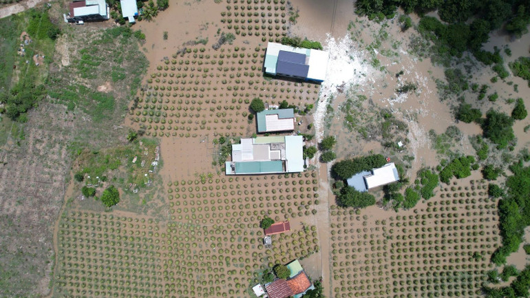 Nhiều nhà dân, vườn thanh long huyện Hàm Thuận Nam bị ngập nước