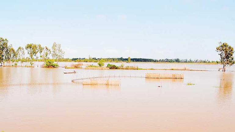 nước nổi tràn về mang theo phù sa và tôm cá vào đồng ruộng.