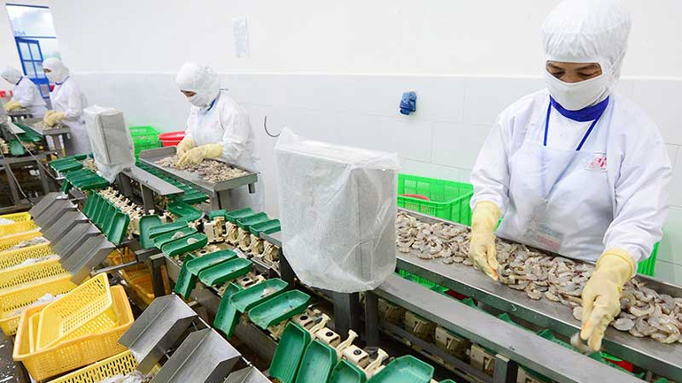 Chế biến thủy sản xuất khẩu tại Công ty CP Thủy sản Cafatex (Hậu Giang). (Ảnh TRẦN QUỐC)