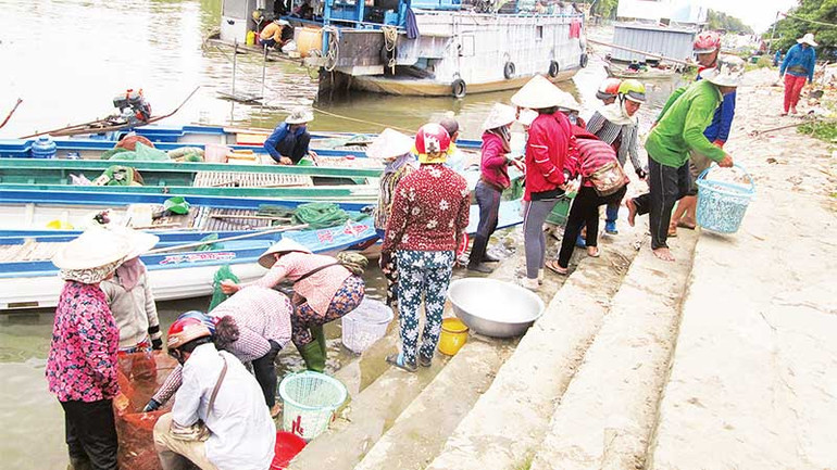 Một điểm thu mua cá linh trong mùa nước nổi.