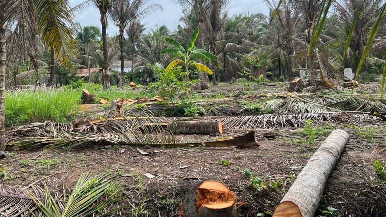 Vườn dừa tại xã Minh Đức (huyện Mỏ Cày Nam, tỉnh Bến Tre) phải đốn bỏ do sâu đầu đen tấn công. (Ảnh: HOÀNG TRUNG)