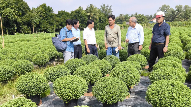 Ngành nông nghiệp khảo sát thực tế cúc mâm xôi chậm ra hoa tại xã Long Thới. (Ảnh: HOÀNG TRUNG)
