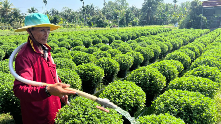 Gia đình ông Đinh Văn Hiếu (ngụ xã Long Thới) xử lý theo khuyến cáo của ngành nông nghiệp khi cúc mâm xôi chậm ra hoa. (Ảnh: HOÀNG TRUNG)