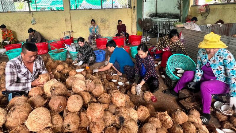 Hợp tác xã nông nghiệp Thới Thạnh (huyện Thạnh Phú, tỉnh Bến Tre) tạo việc làm cho nhiều lao động nông thôn Hợp tác xã nông nghiệp Thới Thạnh (huyện Thạnh Phú, tỉnh Bến Tre) tạo việc làm cho nhiều lao động nông thôn