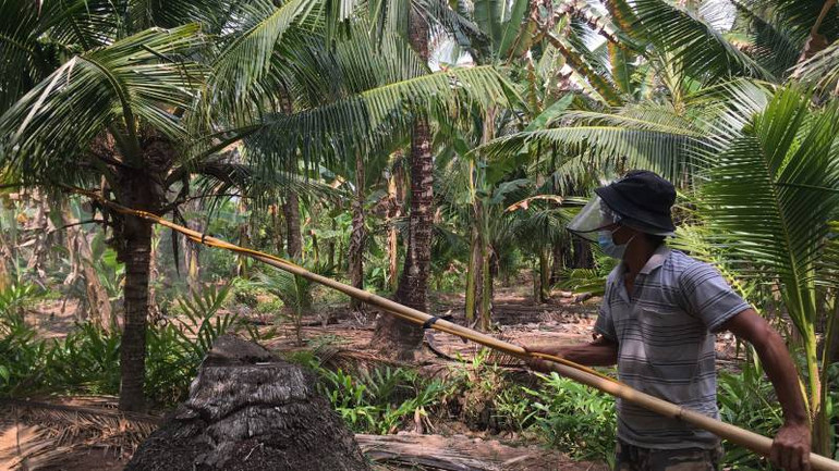 Người dân phun thuốc bảo vệ thực vật để diệt sâu đầu đen. (Ảnh: HOÀNG TRUNG)