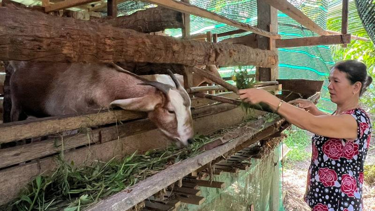 Gia đình bà Nguyễn Thị Bé Năm phát triển đàn dê từ nguồn vốn hỗ trợ sinh kế thoát nghèo. (Ảnh: HOÀNG TRUNG) Gia đình bà Nguyễn Thị Bé Năm phát triển đàn dê từ nguồn vốn hỗ trợ sinh kế thoát nghèo. (Ảnh: HOÀNG TRUNG)