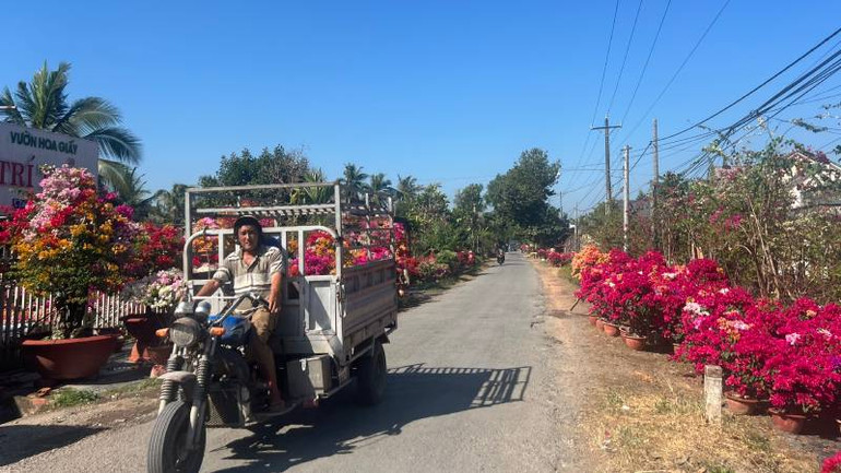 Con đường vào xã Phú Sơn (huyện Chợ Lách, tỉnh Bến Tre) rực rỡ sắc màu hoa giấy.