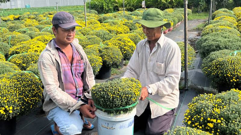 Người dân xã Vĩnh Thành (huyện Chợ Lách, tỉnh Bến Tre) thu hoạch cúc mâm xôi bán cho thương lái.
