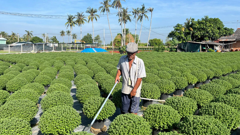 Gia đình ông Nguyễn Văn Sơn sử dụng giống cúc mâm xôi nuôi cấy mô đạt hiệu quả cao. (Ảnh: HOÀNG TRUNG)