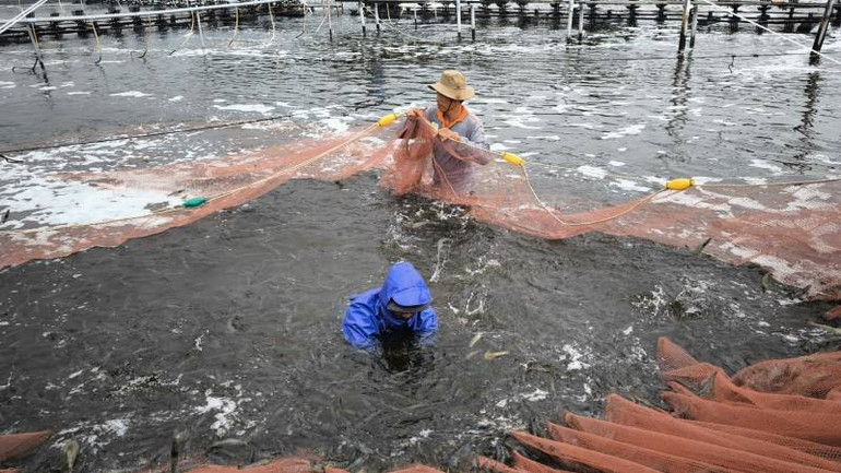 Tỉnh Bến Tre đang phát triển nuôi tôm công nghệ cao. (Ảnh: HOÀNG TRUNG)