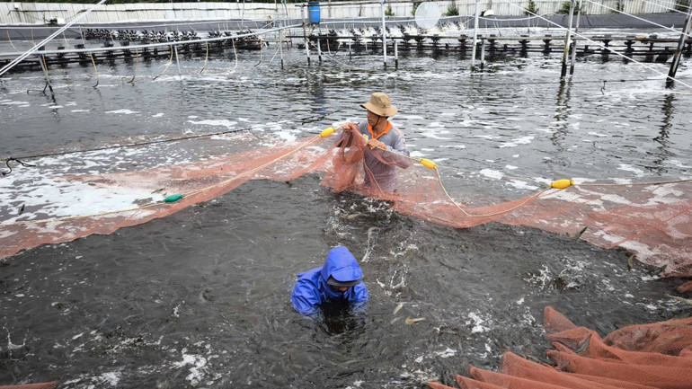 Thu hoạch tôm nuôi ứng dụng công nghệ cao hiệu quả tại tỉnh Bến Tre. (Ảnh: HOÀNG TRUNG) Thu hoạch tôm nuôi ứng dụng công nghệ cao hiệu quả tại tỉnh Bến Tre. (Ảnh: HOÀNG TRUNG)