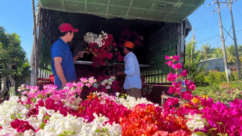 Thương lái chuyển hoa giấy lên xe tải để chở đến các chợ Tết tiêu thụ.