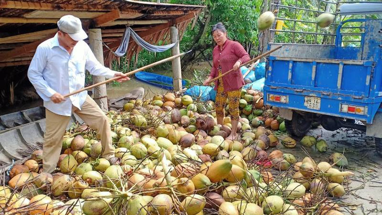 Người dân trồng dừa hữu cơ theo chuỗi giá trị mang lại hiệu quả kinh tế cao. (Ảnh: HOÀNG TRUNG)