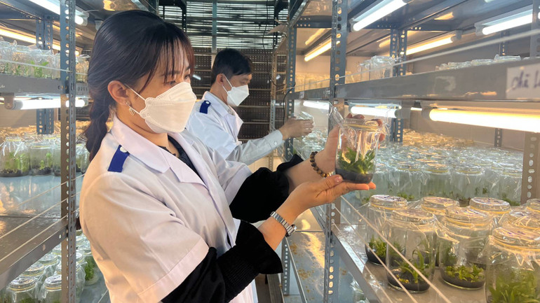 Sản xuất cây giống bằng phương pháp nuôi cấy mô tại Trung tâm Giống và Hoa kiểng tỉnh Bến Tre. (Ảnh: HOÀNG TRUNG)