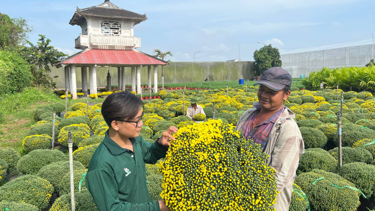 Cúc mâm xôi sử dụng giống nuôi cấy mô sạch bệnh được trồng tại Trung tâm Giống và Hoa kiểng tỉnh Bến Tre. (Ảnh: HOÀNG TRUNG)