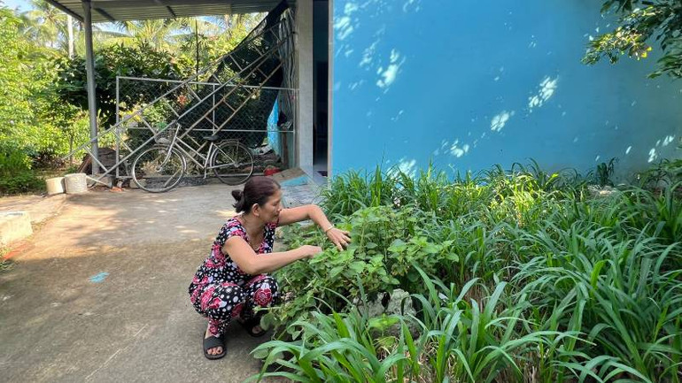 Bà Nguyễn Thị Bé Năm trồng cỏ để chăn nuôi dê ngay bên căn nhà mới. (Ảnh: HOÀNG TRUNG) Bà Nguyễn Thị Bé Năm trồng cỏ để chăn nuôi dê ngay bên căn nhà mới. (Ảnh: HOÀNG TRUNG)