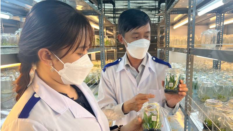 Bến Tre tập trung phát triển nông nghiệp ứng dụng công nghệ cao. (Ảnh: HOÀNG TRUNG)