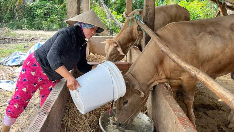 Gia đình bà Nguyễn Thị Trang (ngụ xã An Bình Tây, huyện Ba Tri) được hỗ trợ vốn nuôi bò thoát nghèo. (Ảnh: HOÀNG TRUNG) Gia đình bà Nguyễn Thị Trang (ngụ xã An Bình Tây, huyện Ba Tri) được hỗ trợ vốn nuôi bò thoát nghèo. (Ảnh: HOÀNG TRUNG)