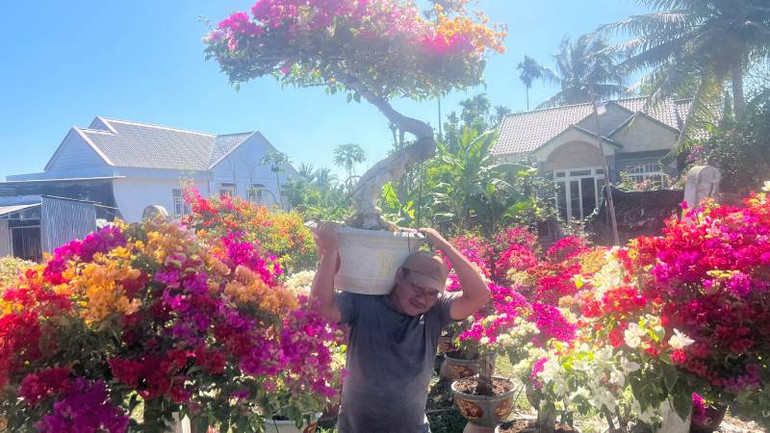 Chuyển hoa giấy từ trong vườn ra điểm tập kết