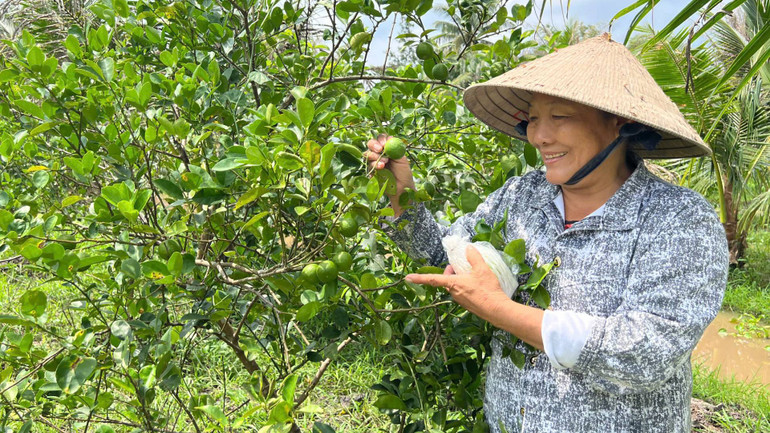 Gia đình bà Nguyễn Thị Đậu, ngụ xã Phú Hưng (thành phố Bến Tre) vay vốn từ Ngân hàng Chính sách xã hội để cải tạo vườn cây, phát triển kinh tế gia đình. (Ảnh: HOÀNG TRUNG)