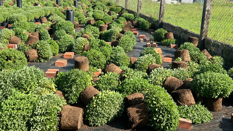 Người dân phải nhổ bỏ cúc mâm xôi chậm ra hoa. (Ảnh: HOÀNG TRUNG)