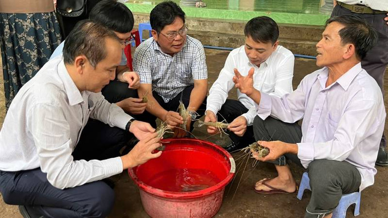 Lãnh đạo Trung ương Hội nông dân Việt Nam tham quan mô hình nuôi tôm càng xanh toàn đực tại huyện Thạnh Phú. (Ảnh: HOÀNG TRUNG) Lãnh đạo Trung ương Hội nông dân Việt Nam tham quan mô hình nuôi tôm càng xanh toàn đực tại huyện Thạnh Phú. (Ảnh: HOÀNG TRUNG)