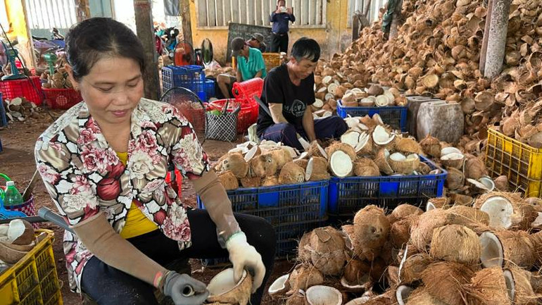 Sơ chế dừa nguyên liệu tại hợp tác xã nông nghiệp Định Thủy. (Ảnh: HOÀNG TRUNG) Sơ chế dừa nguyên liệu tại hợp tác xã nông nghiệp Định Thủy. (Ảnh: HOÀNG TRUNG)