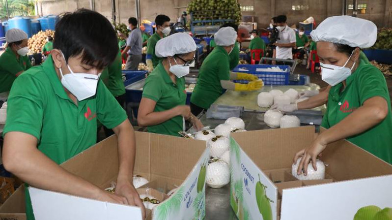 Dừa tươi tỉnh Bến Tre chính thức được xuất khẩu sang thị trường Trung Quốc. (Ảnh: HOÀNG TRUNG)