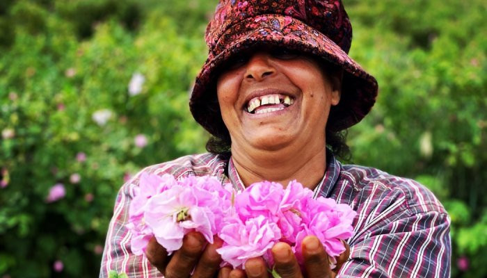 Nụ cười thu hoạch của nông dân trồng hoa hồng. Ảnh: Enio Bonchev
