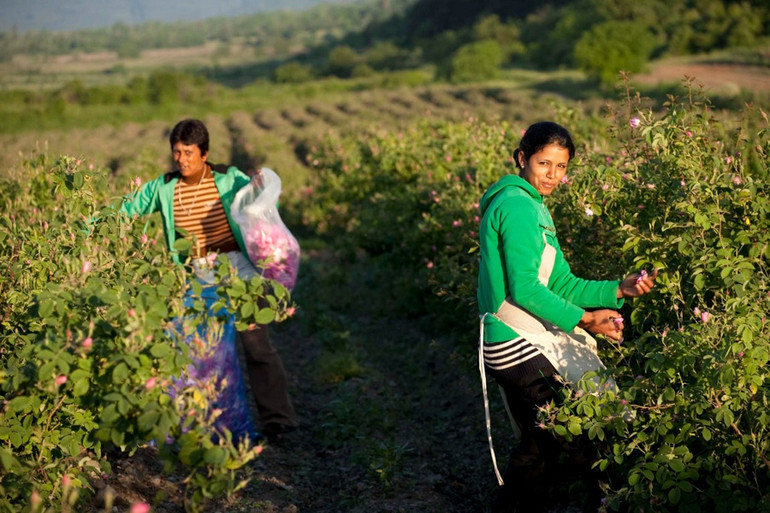 Nông dân Bulgaria trên cánh đồng hoa hồng. Ảnh: Enio Bonchev