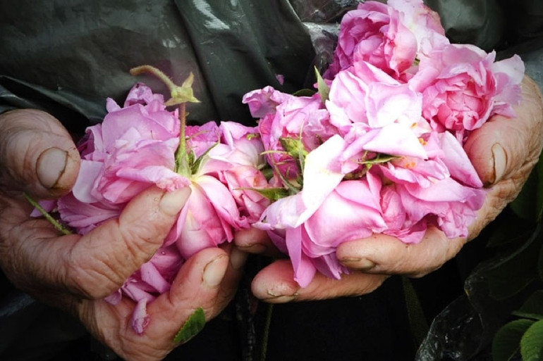 Hoa hồng thu hoạch vào sáng sớm cho lượng tinh dầu tốt nhất. Ảnh: Enio Bonchev