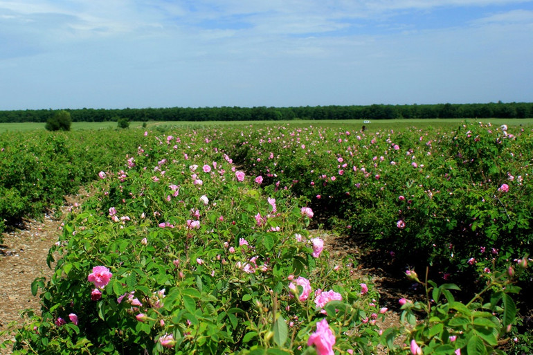 Cánh đồng trồng hoa hồng của nhà sản xuất tinh dầu hoa hồng Enio Bonchev có tuổi đời hơn 1 thế kỷ của Bulgaria. Ảnh: Enio Bonchev