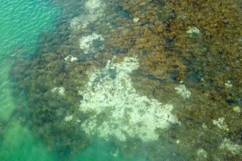 Ảnh chụp từ trên cao cho thấy san hô bị tẩy trắng trên rạn san hô ở Costa dos Corais, Japaratinga, thuộc Bang Alagoas, Brazil, ngày 16/4/2024. Ảnh: Reuters