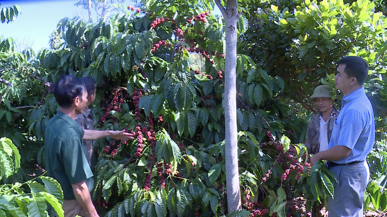 Cà phê là cây trồng chủ lực của huyện Cư M'gar Cà phê là cây trồng chủ lực của huyện Cư M'gar