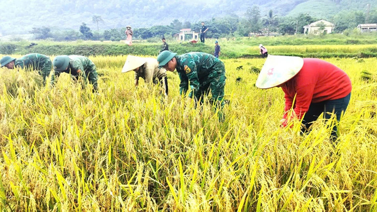 Cán bộ chiến sĩ giúp dân gặt lúa.