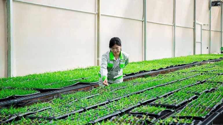 Cán bộ kỹ thuật Công ty Cổ phần TCGROUP Toàn cầu kiểm tra cây giống chanh leo trong nhà kính.