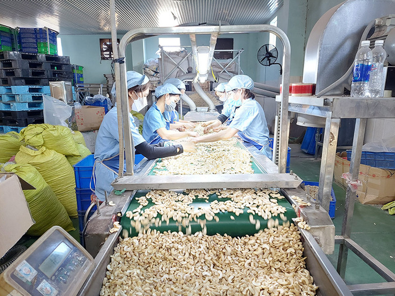 Đẩy mạnh chế biến sâu nông sản góp phần tăng giá trị, tạo đầu ra ổn định cho sản phẩm. Đẩy mạnh chế biến sâu nông sản góp phần tăng giá trị, tạo đầu ra ổn định cho sản phẩm.