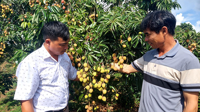 Mô hình trồng cây ăn quả mang lại thu nhập cho người dân