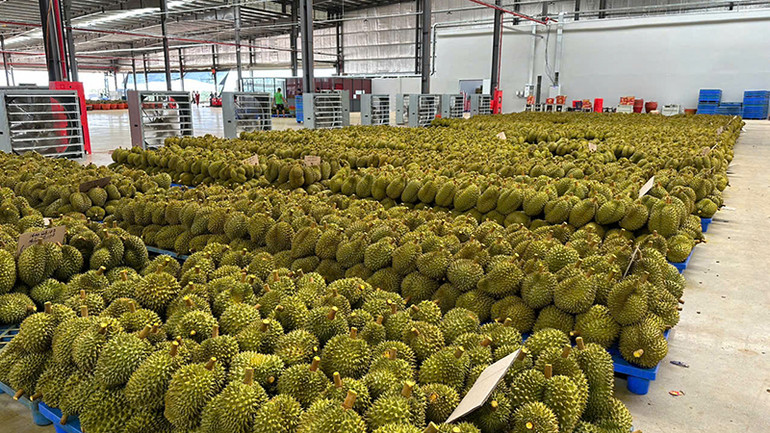 Lô hàng sầu riêng quả tươi của Công ty CP Xuất nhập khẩu trái cây Chánh Thu chuẩn bị xuất khẩu sang thị trường Trung Quốc.