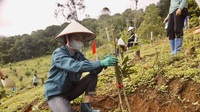 Hưởng ứng chủ trương của huyện về chuyển đổi cây trồng, nông dân huyện Tuần Giáo tích cực mở rộng diện tích trồng, chăm sóc cây mắc-ca.