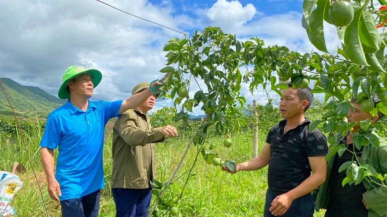 Không chỉ tích cực hiến đất làm các công trình, nông dân huyện Nậm Pồ đã chủ động chuyển đổi cây trồng đem lại hiệu quả kinh tế cao, từng bước giảm nghèo bền vững.
