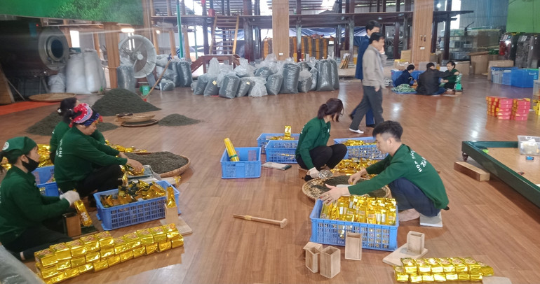 Quy trình thu hái, chế biến, đóng gói các sản phẩm OCOP của Hợp tác xã Chè Hảo Đạt ở xã Tân Cương, thành phố Thái Nguyên được thực hiện khép kín.