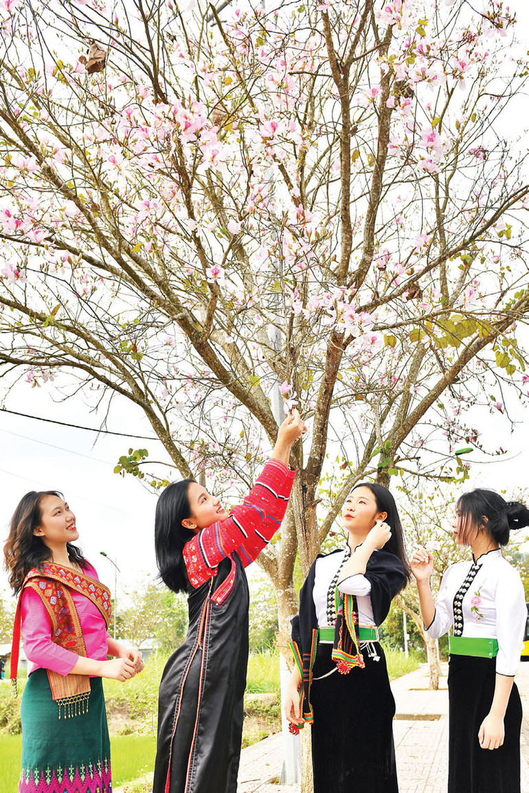 Thiếu nữ các dân tộc bên cây hoa ban.