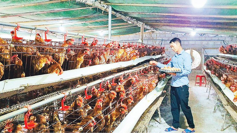 Nhiều hộ dân phát triển chăn nuôi gia cầm, vươn lên thoát nghèo nhờ nguồn vốn vay tín dụng.